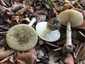 Citromgalóca (Amanita citrina), Somogy